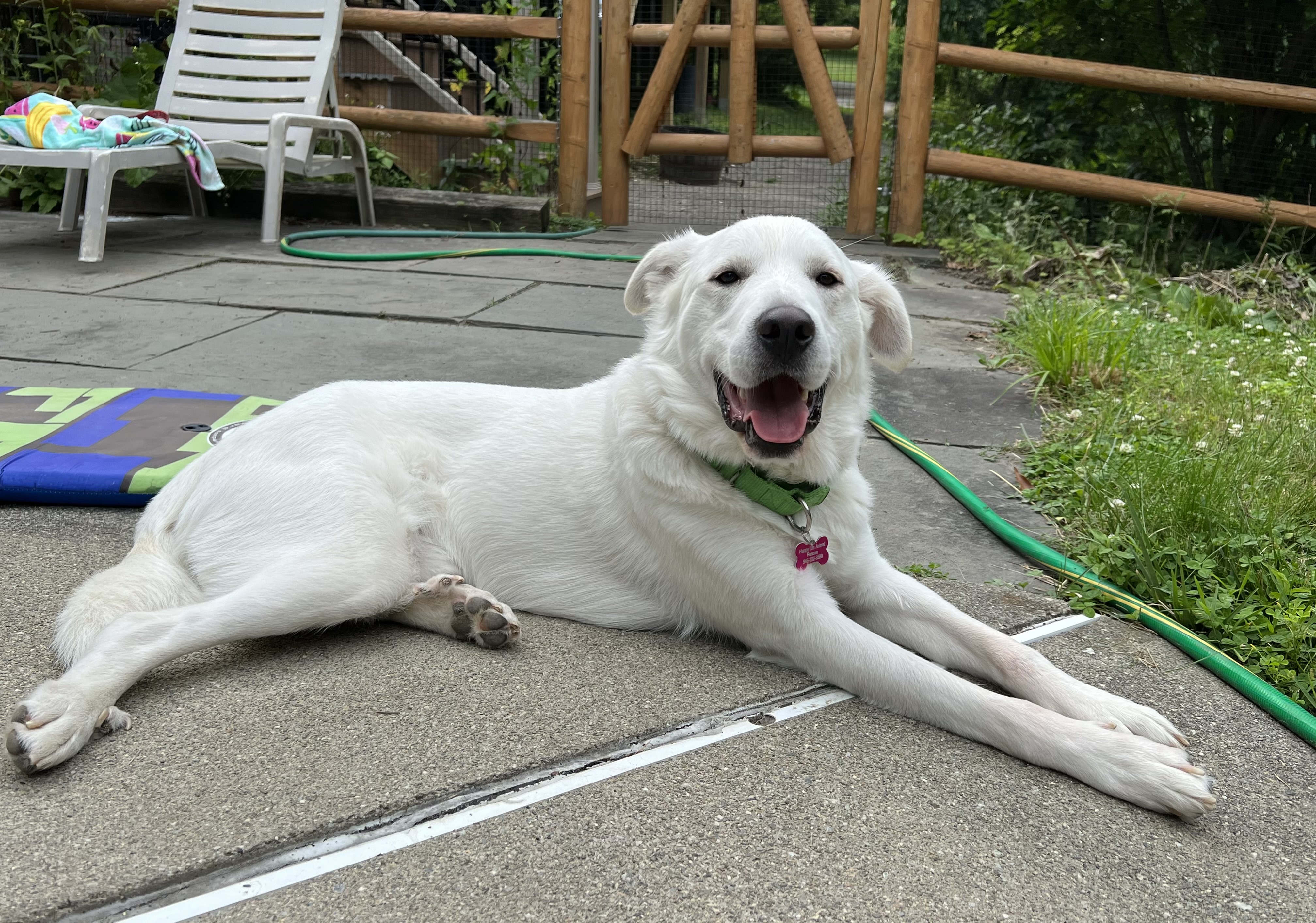 Bentley was originally rescued from Texas where he spent time working as a livestock guardian. He is about 3 years old and is super loving with the people he knows and is comfortable with. He can be a little shy at first when meeting new people.