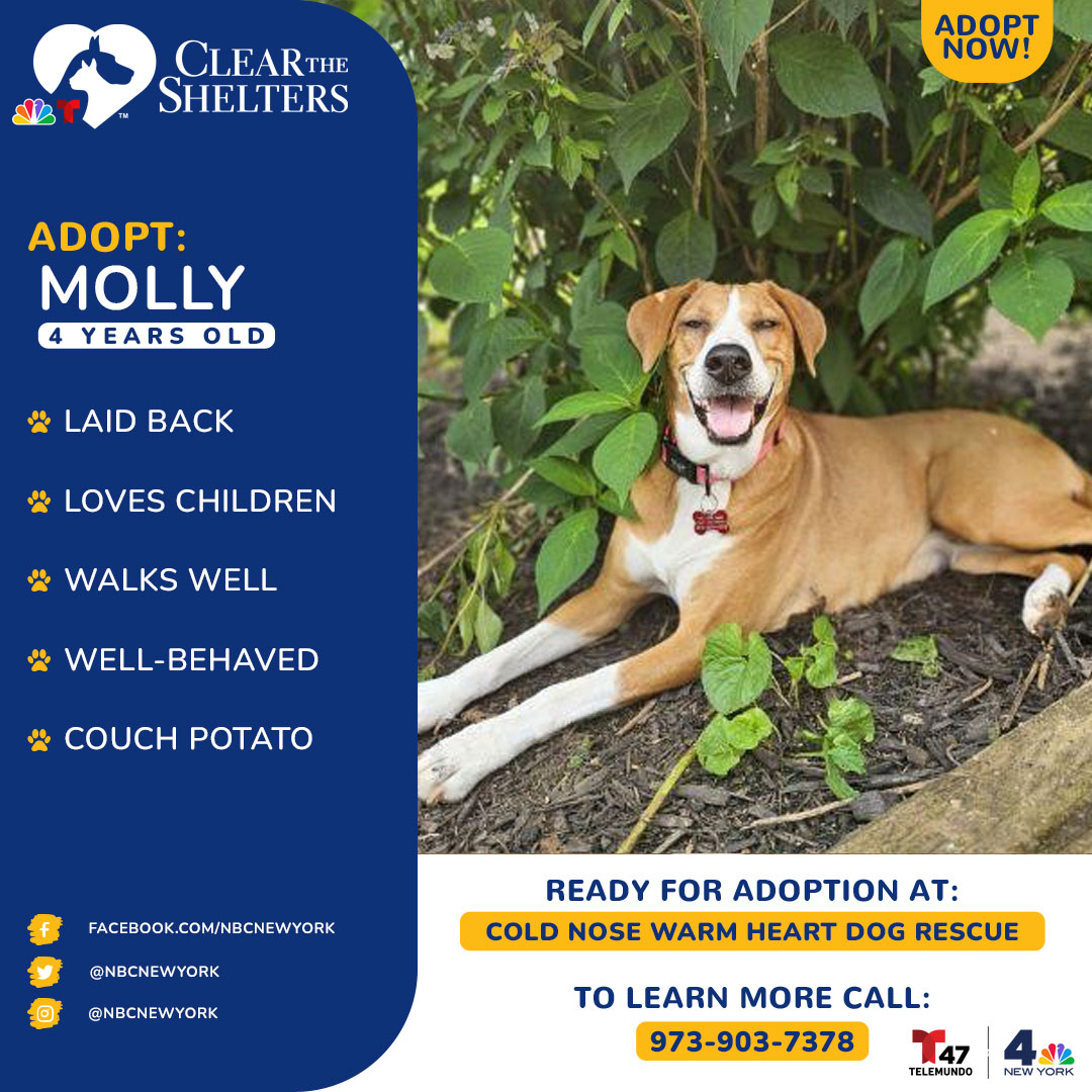 Meet Molly. She is a very laid-back, relaxed dog but is ALWAYS ready for a walk, run, hike, or even just a ride in the car. Molly loves every person she meets but holds a special place in her heart for children. Molly is not crate-trained because she is so well-behaved when left alone and is not destructive. If you are looking for a calm, affectionate family dog that loves to follow you everywhere, then Molly is your girl.<br><br>If you're interested in adopting her, contact Alissa McLaughlin of <a href="http://www.coldnosewarmheart.org/">Cold Nose Warm Heart Dog Rescue</a> in Branchville, New Jersey at alissa@coldnosewarmheart.org or call 973-903-7378.