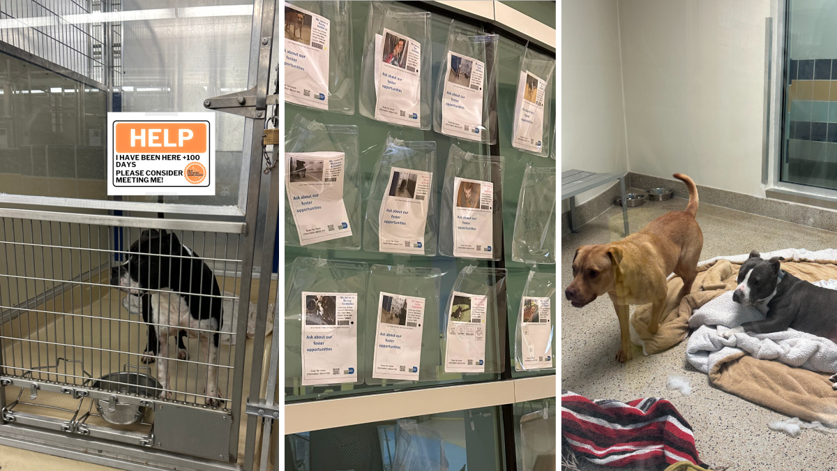 Lost dogs have fueled overpopulation in U.S animal shelters – NBC New York - Vimarsana News