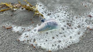 An image of a Portuguese man-of-war on a beach shared by the Rhode Island Dept of Environmental Management on Tuesday, July 11, 2023.