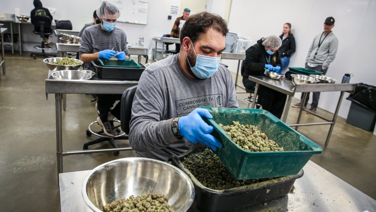 HHS calls for easing restrictions on marijuana, sending cannabis stocks higher - Vimarsana News