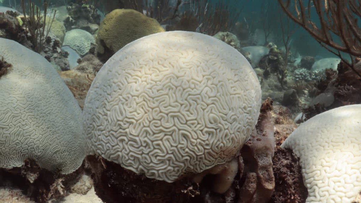 Conditions are ripe for a global coral bleaching event: 'Florida is just the tip of the iceberg' – NBC New York - Vimarsana News