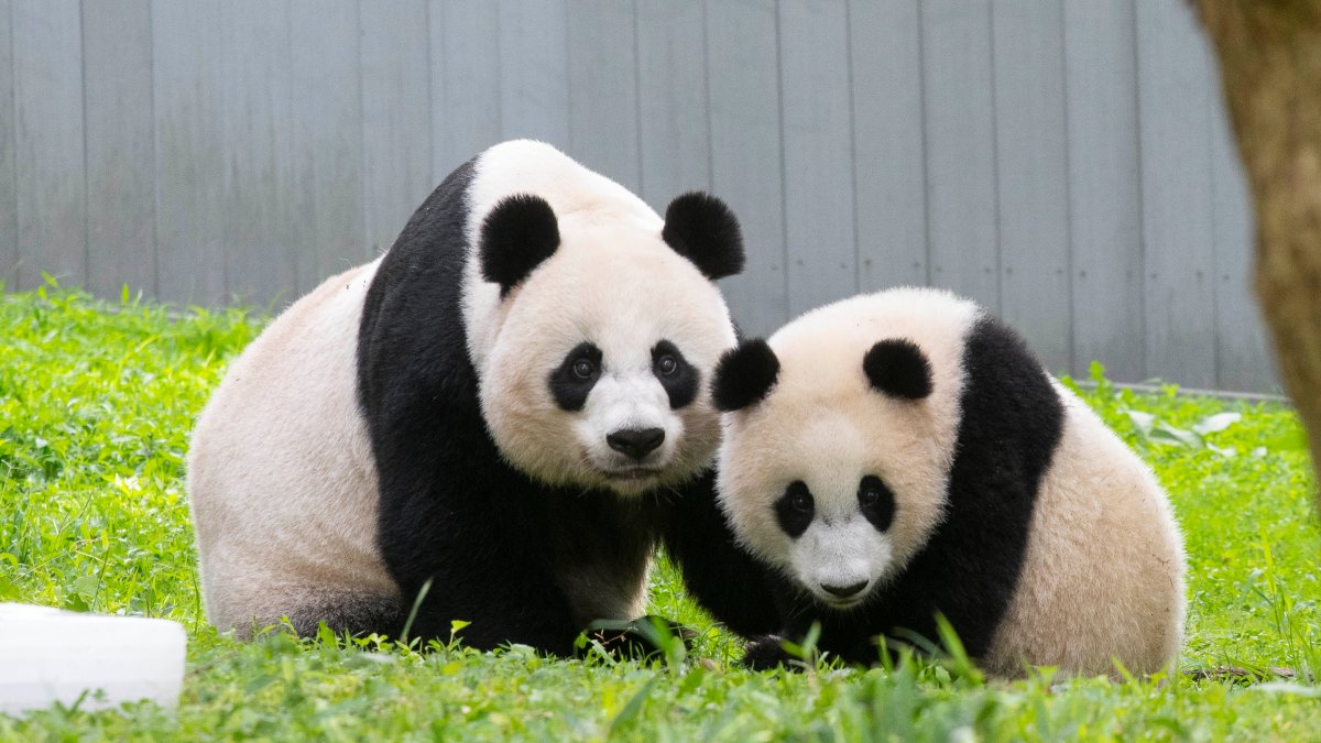 Why are the pandas at the National Zoo going back to China? – NBC New York