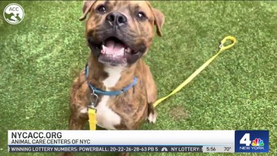 Clear the Shelters: Three lovely pets looking for homes
