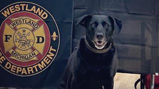 FILE - An accelerant detection canine or arson dog.