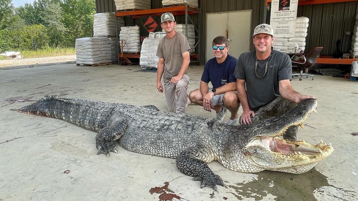 Record-breaking alligator captured in Mississippi Sunflower River – NBC New York - Vimarsana News