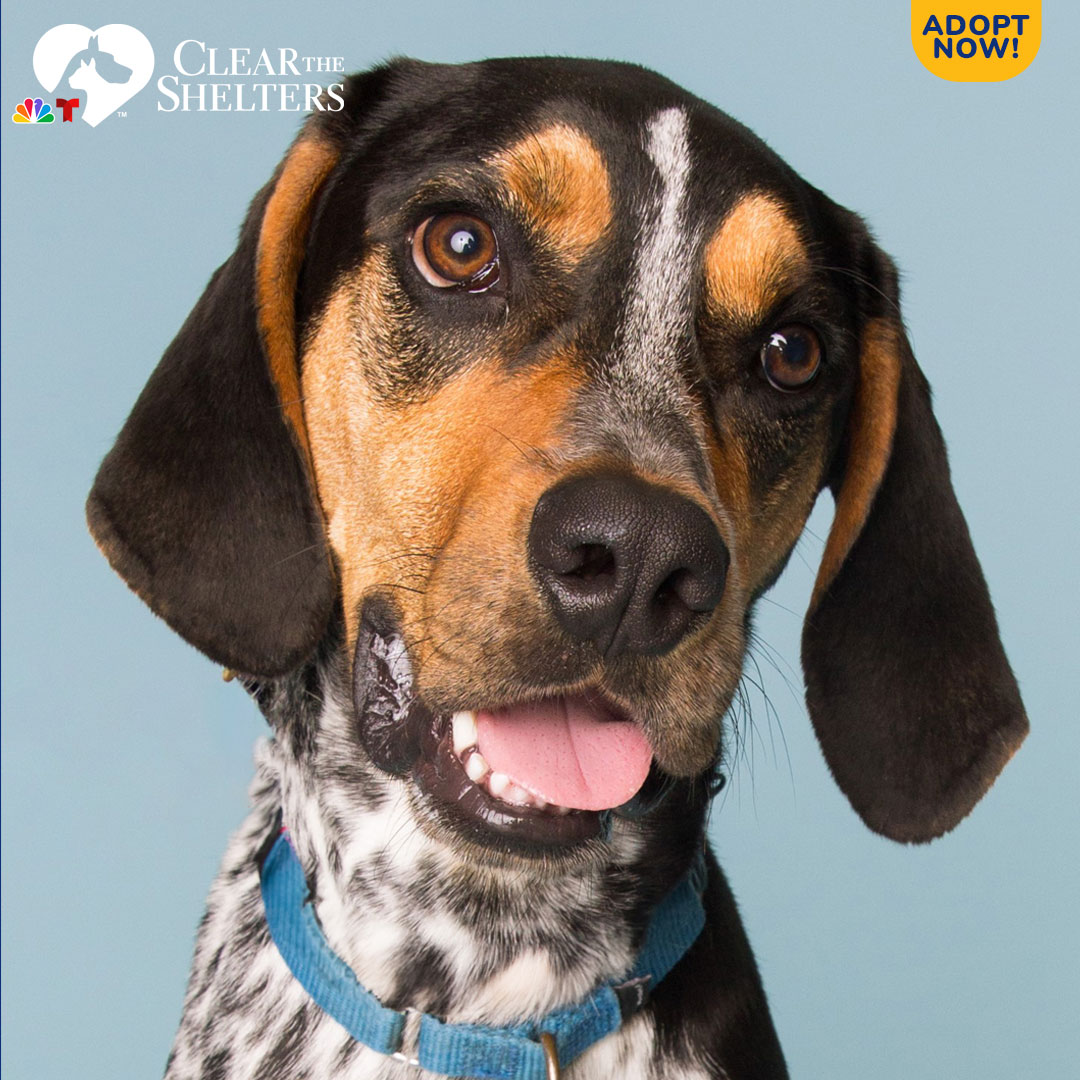 Meet Ricky! This Bluetick Coonhound mix is a bundle of joy! Ricky loves squeaky toys and going for long, sniffy walks. He is bouncy with a pep in his step and hopes you will howl all the way home with him! And let's face it -- his ears are simply magnificent.<br><br>If you're interested in adopting Ricky, contact Diane Ashton of St. Hubert's Animal Welfare Center in Madison, New Jersey, at dashton@sthuberts.org or call 973-903-2538.