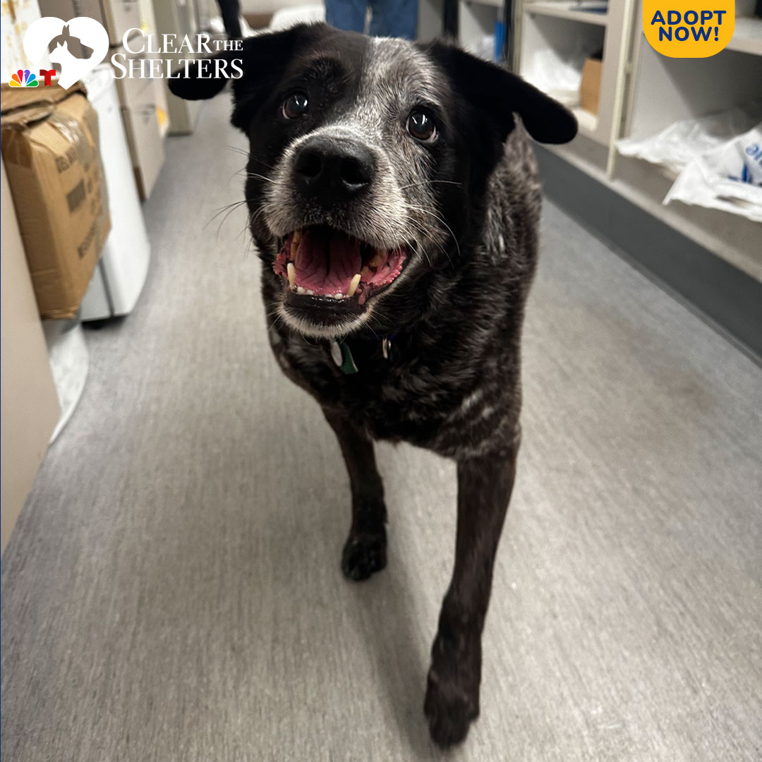 Meet Duke! This 9-year-old guy is a staff favorite, spending lots of his time “helping” out in the Adoptions Center. He may be on the older side but he can play like a puppy. He loves to play fetch (all day, if you’re willing) and is a big, sweet, smiling senior dog so deserving of a loving retirement home.<br><br>If you're interested in adopting Duke, contact Rachael Rudman of North Shore Animal League America in Port Washington, New York, at <a href="mailto:adoptions@animalleague.org">adoptions@animalleague.org</a> or call 516-883-7900.