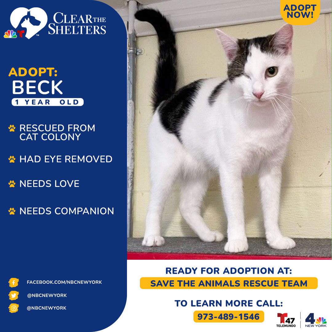 Meet Beck! She and her family were rescued from a cat colony in the area. Beck was affected by an upper respiratory infection, leaving her with only one functional eye…or so rescuers thought. Two surgeries later, it was discovered that her eye never formed properly from birth and was causing her much discomfort until it was removed. That didn't slow her down at all! She just needs love and a companion.<br><br>If you're interested in adopting Beck, contact Kym LaMarr of Save The Animals Rescue Team in Little Falls, New Jersey, at info@startpets.net or call 973-489-1546.