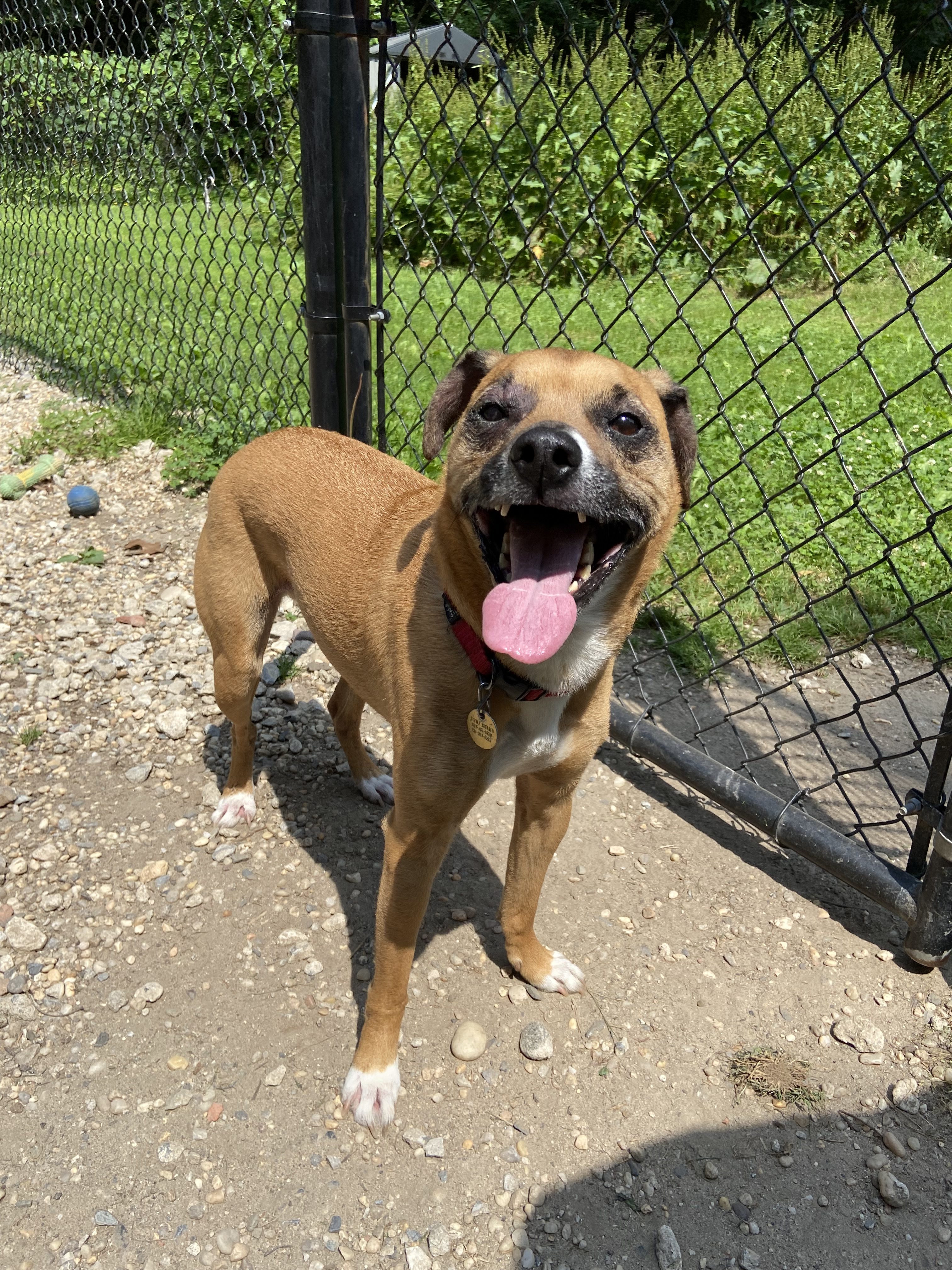 Meet Brie! She's a 5-year-old Lab mix who is spry and energetic. She loves to be in the middle of all the fun! She also makes an excellent cuddle buddy.<br><br>If you're interested in adopting her, contact David Ceely of <a href="https://www.littleshelter.org/">Little Shelter</a> in Huntington, New York, at  info@littleshelter.com or call 516-617-7252.