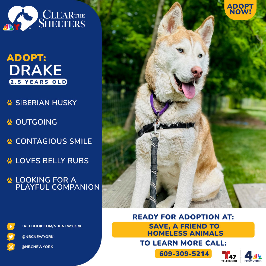 Meet Drake! He is a young Husky with a contagious smile and an insatiable zest for life. With his ever-present smile, Drake has a natural charm that draws people in. He is an outgoing and social pup who loves to meet new friends (both human and canine). He will quickly flip over on his back to absorb as many belly rubs as possible. <br><br>If you're interested in adopting him, contact Heather Achenbach of SAVE, A Friend to Homeless Animals in Skillman, New Jersey, at heather@savehomelessanimals.org or call 609-309-5214.