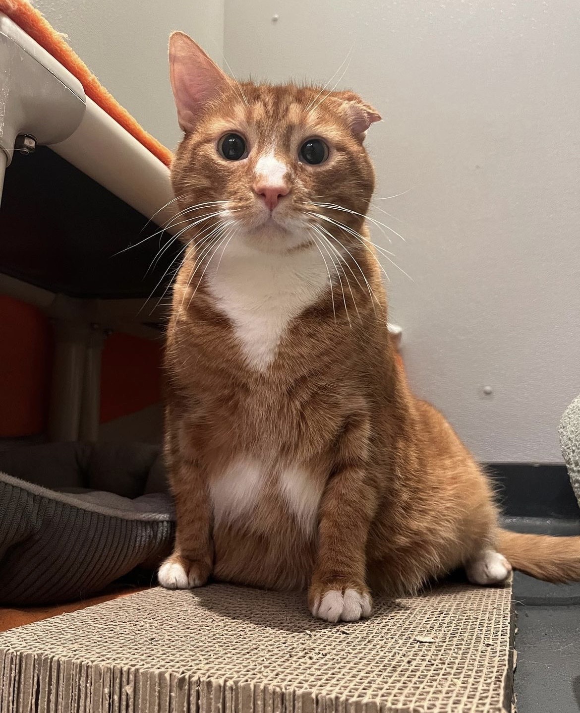 Meet Elijah! He may be a little crunchy on the outside with his folded ear and half-missing tail but he's nothing but sweetness on the inside. He would love to spend his days sitting next to you on the couch watching movies or playing video games.<br><br>If you're interested in adopting Elijah, contact Amy Gravel of <a href="http://bestfriendsny.org">Best Friends Animal Society</a> in New York City at amyg@bestfriends.org or call 929-292-8300.