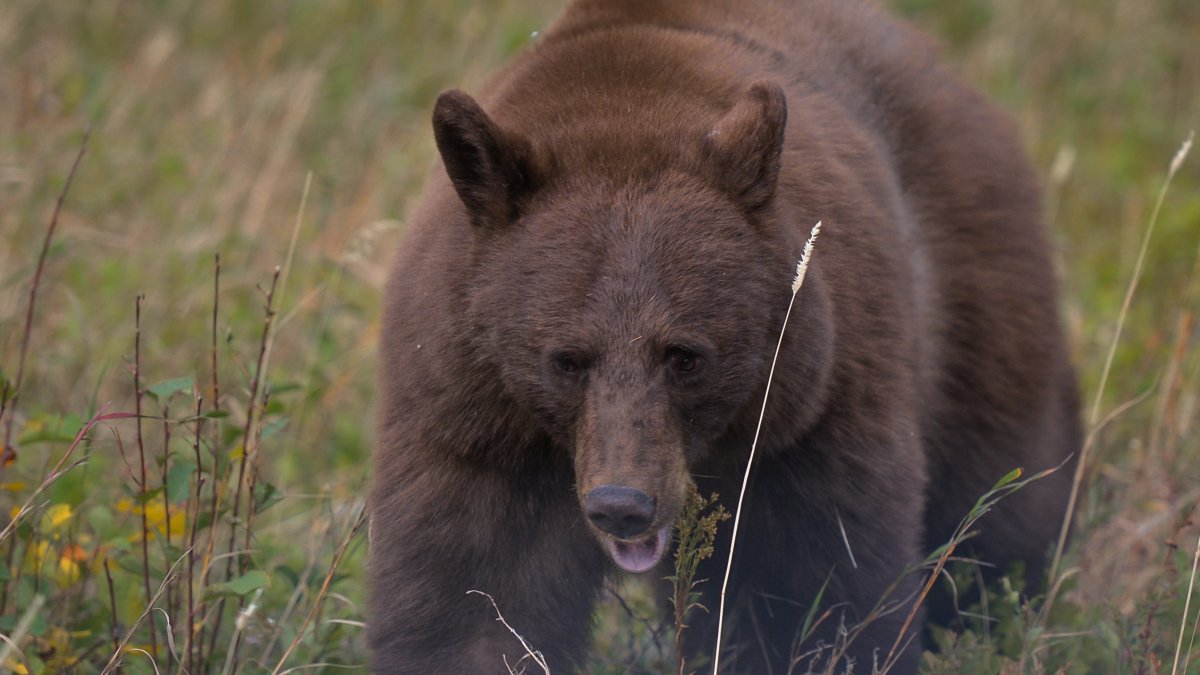 Black bear breaks into Montana home, gets shot and killed by handgun – NBC New York - Vimarsana News