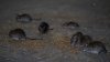 NYC introduces rat info portal featuring map and inspection histories by property