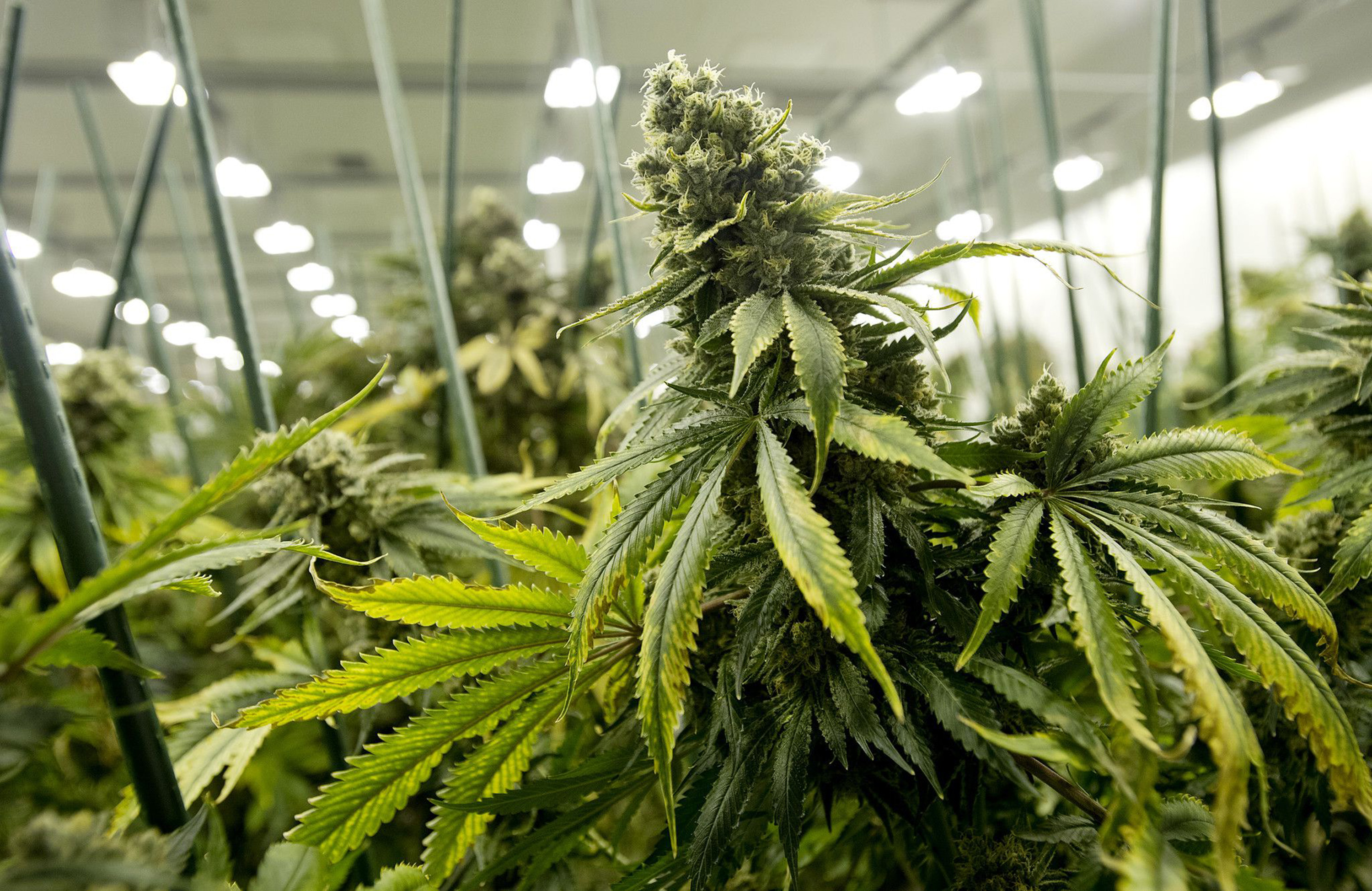 essay on why marijuana should be illegal