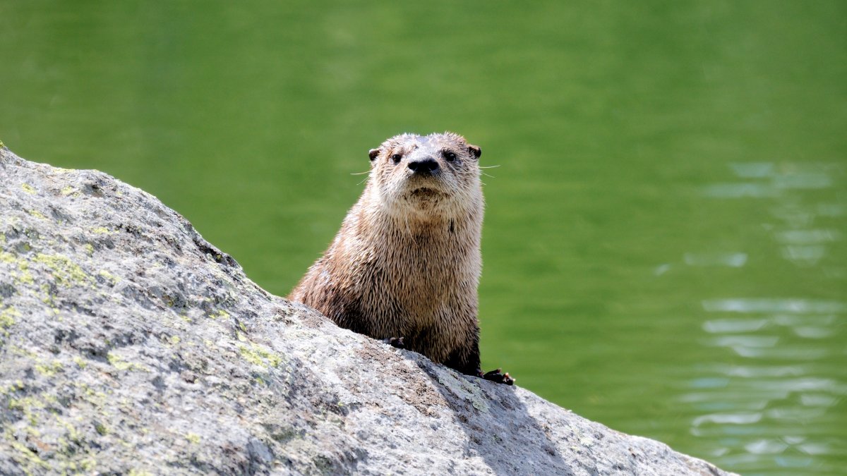 Rare Montana river otter attack injures three floaters, one airlifted ...