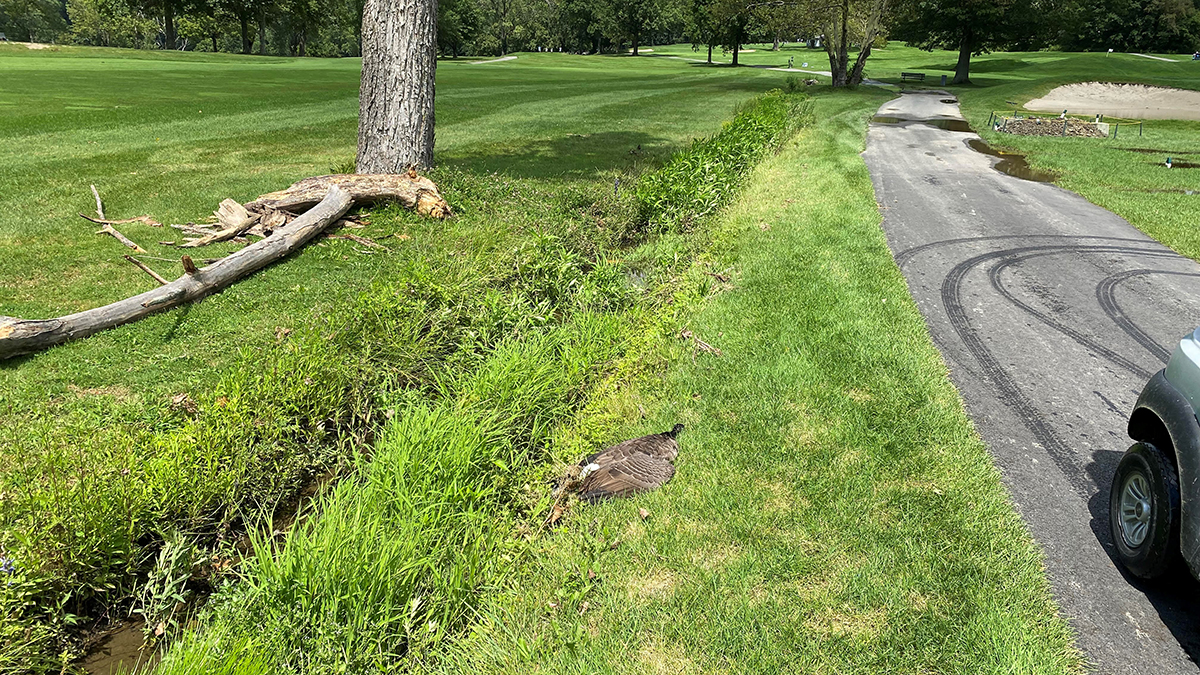 Putnam County golfer kills goose with club SPCA NBC New York