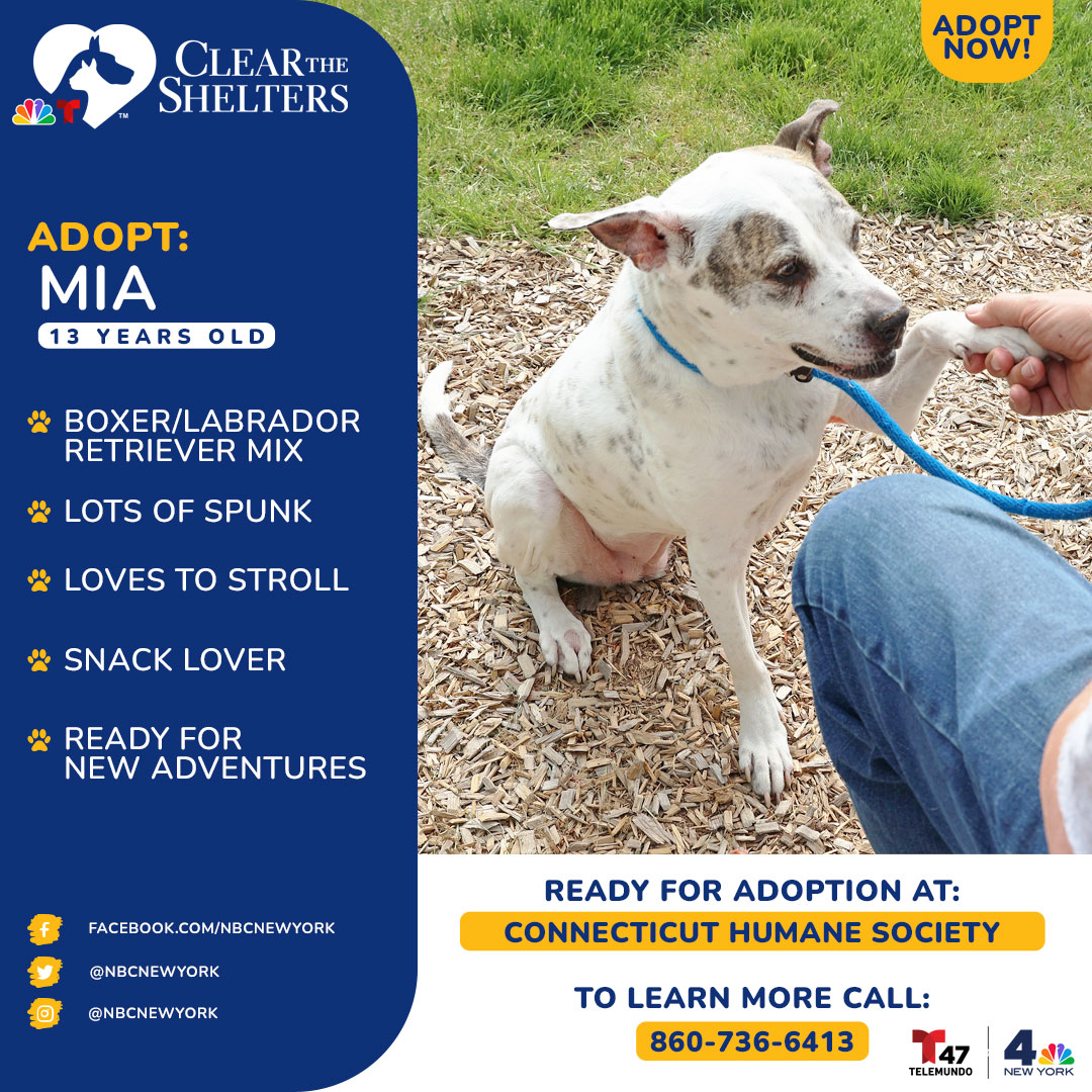 Meet Mia! Don't her age fool you because she has a lot of spunk and energy and she's ready for her next adventure. She enjoys the simple pleasures in life, such as a nice stroll around the neighborhood and some tasty snacks!