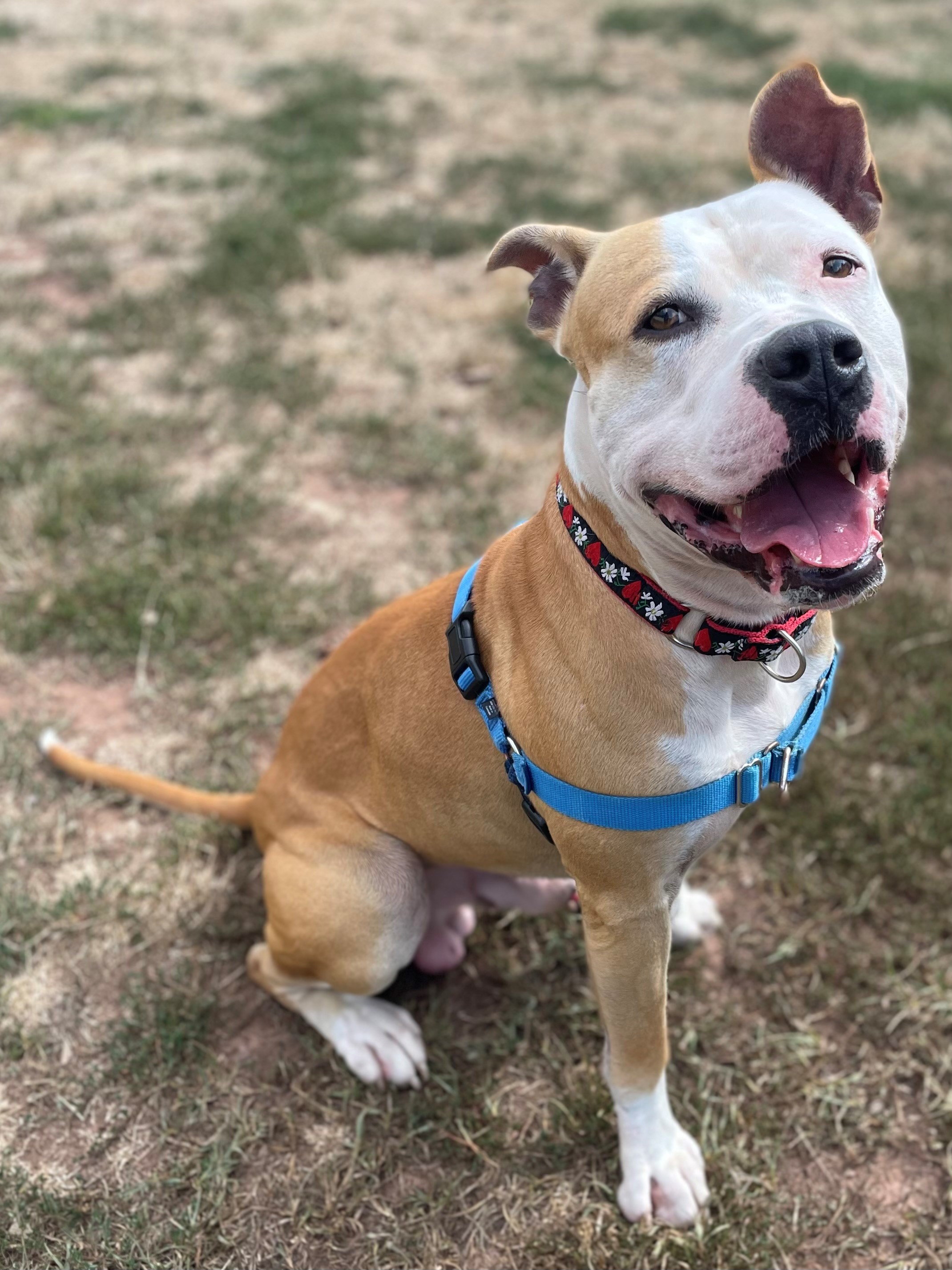 Meet Orange Julius! He may be large at 80 lbs, but he is gentle and sweet and walks very well on a leash. He arrived at the shelter knowing several commands such as ‘sit’, ‘shake’, ‘down’, ‘drop’ and more. He takes treats ever so gently. OJ is housetrained, quiet, and both dog and child friendly.  His ideal home is with people who are both active and relaxed.  As much as OJ enjoys exercise, he also enjoys downtime.   He has spent time in a foster home for the weekend and was described as the consummate houseguest.<br><br>If you're interested in adopting him, contact Heather Achenbach of SAVE, A Friend to Homeless Animals in Skillman, New Jersey, at heather@savehomelessanimals.org or call 609-309-5214.