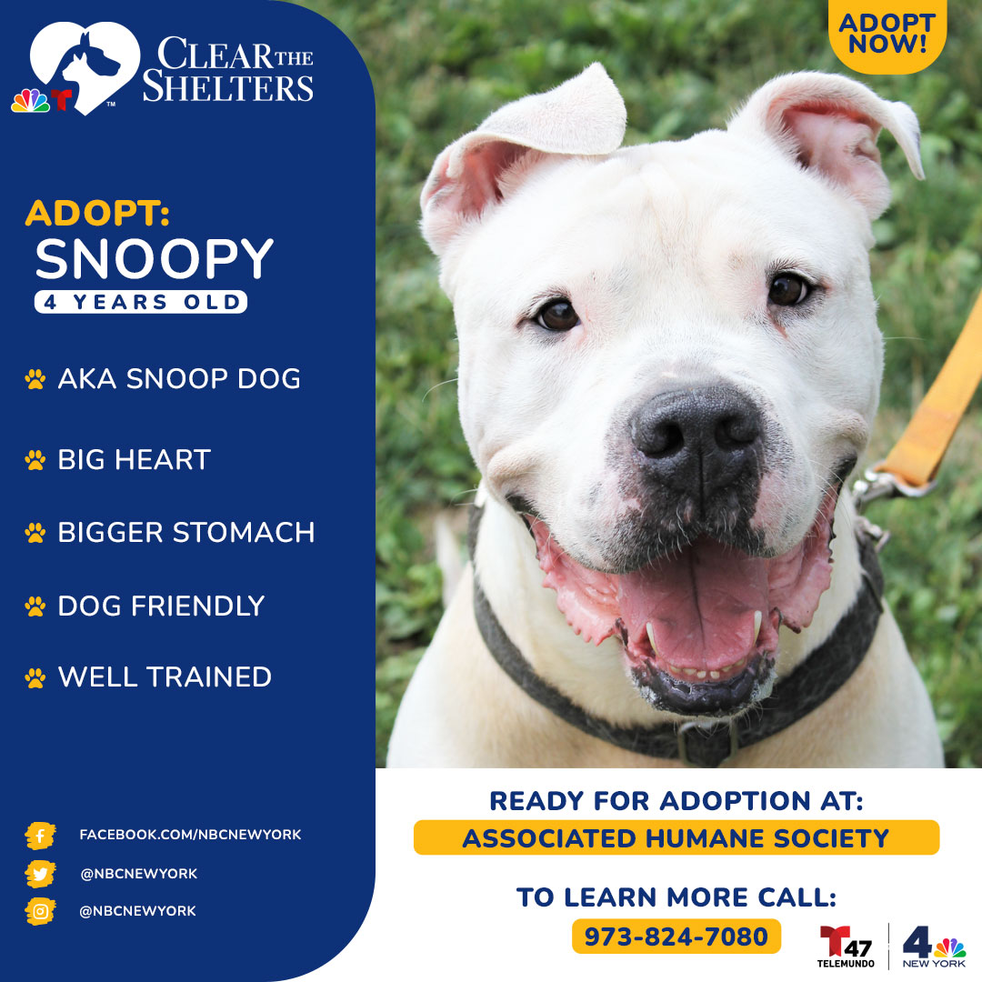 Snoopy is the life of the party! This 4-year-old American pit bull mix is a great big boy with a huge heart- and stomach! This treat-loving, eager-to-please boy is searching for an adult household and is very dog friendly! He loves to play with other canine companions, running around the yard being his silly self.<br><br>Contact Olivia Gonzalez of <a href="http://ahscares.org">Associated Humane Society</a> in Newark, New Jersey, at ogonzalez@ahsppz.org or call 973-824-7080 if you're interested in adopting Snoopy.