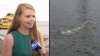 Marathon swimmer becomes first woman to swim around Staten Island, a 37-mile feat