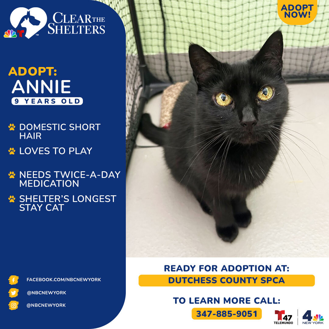 Adorable Annie is a playful girl whose favorite activity is the exhilarating pursuit of cat wands. She is a special needs girl with a rare and treatable condition, Feline Hyperesthesia Syndrome (FHS) which causes small focal seizures. She only needs medication twice a day to stay healthy and happy. Will you be the one to finally give her the loving home she deserves?<br><br>If you're interested in adopting Annie, contact Maya Schmidt of <a href="https://dcspca.org/">Dutchess County SPCA</a> at maya.schmidt@dcspca.org or call 347-885-9051.