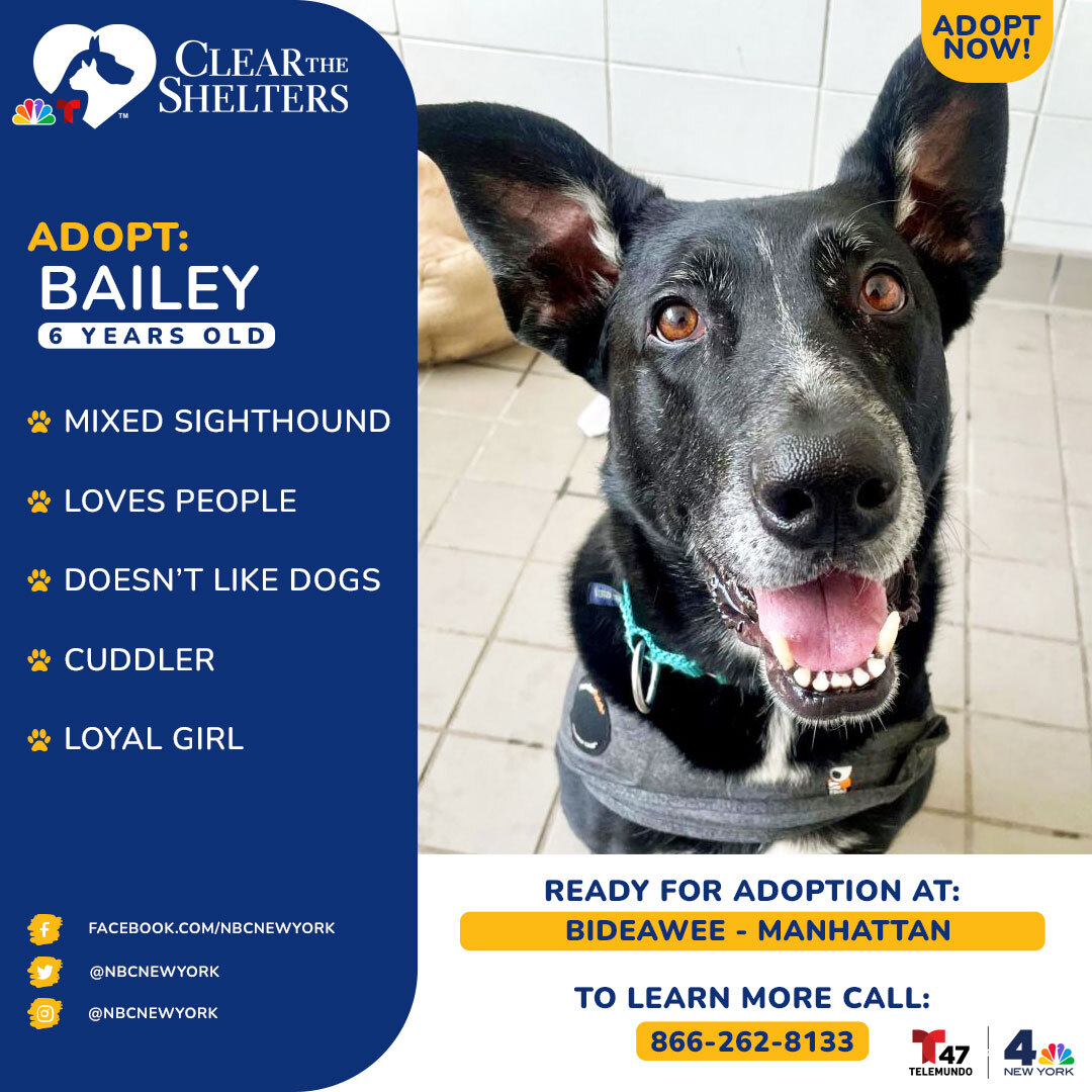 Bailey is a sweet 6-year-old girl. She was adopted as a puppy but her previous owner gave her little to no training and then returned for essentially not knowing things she had never been taught. She wasn't socialized with other dogs but she LOVES people.<br><br>If you're interested in adopting Bailey, contact Amy Brostoff of <a href="https://www.bideawee.org">Bideawee - Manhattan</a> at my.brostoff@bideawee.org or call 866-262-8133.