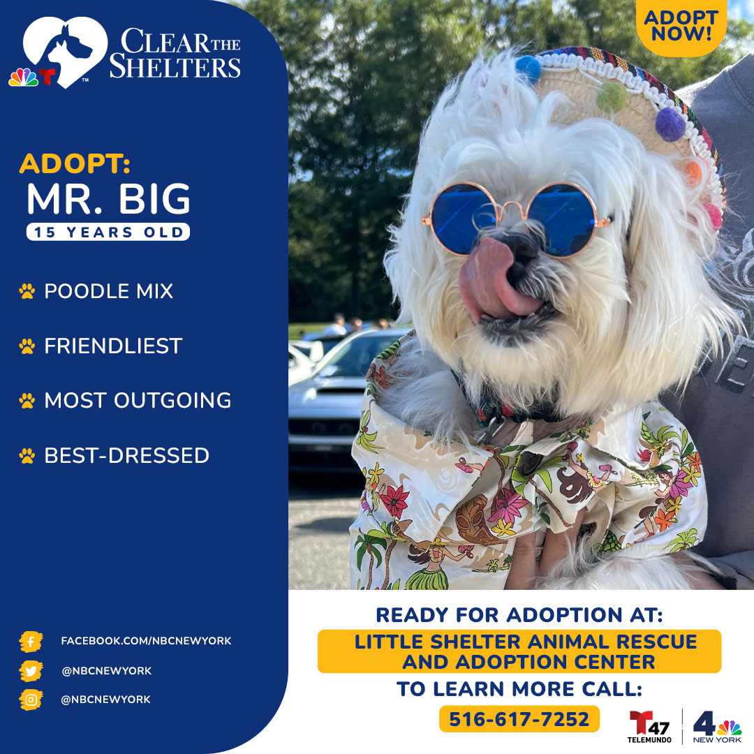 Meet Mr. Big! He's a 15-year-old Poodle Mix who was born with a birth deformity that left him with bowed arms. Even so, he is Little Shelter's friendliest, most outgoing, and even best-dressed pup!