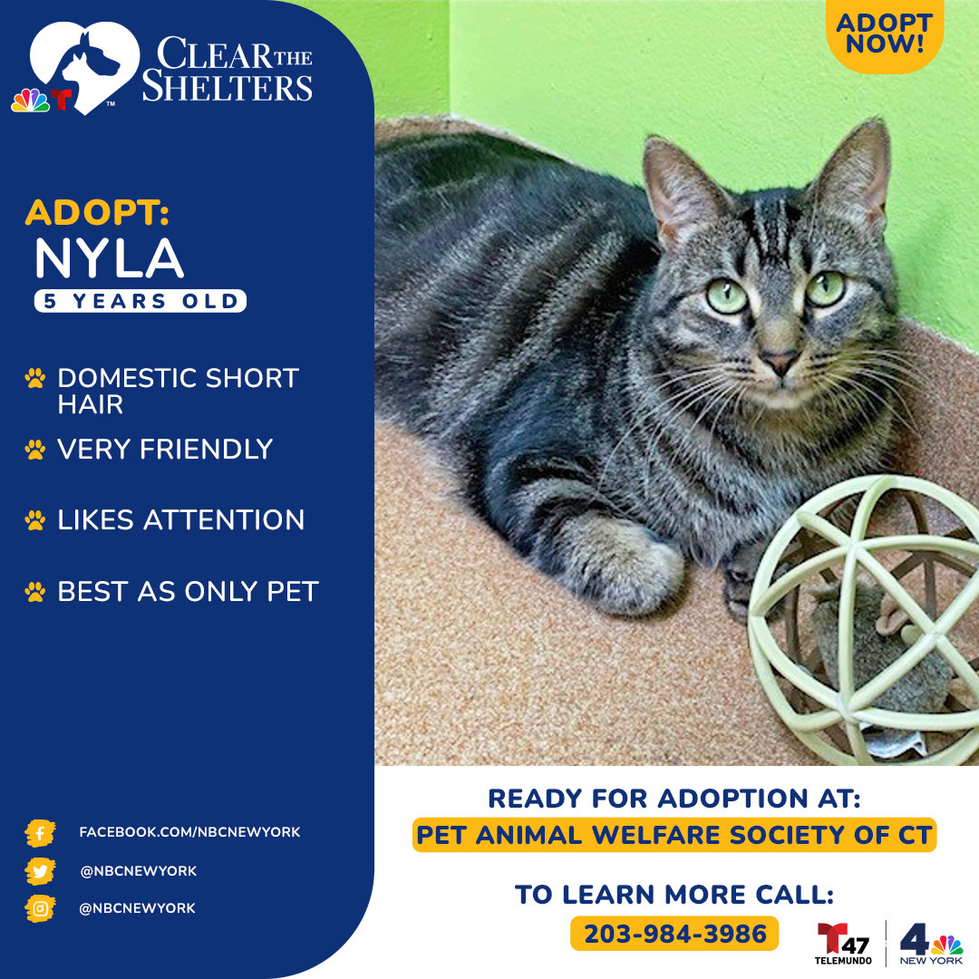 Meet Nyla! She has been with <a href="https://www.instagram.com/petanimalwelfaresociety/">@petanimalwelfaresociety</a> for 390 days after an owner surrender. Shelter staff find her to be very friendly and likes attention but she will also let you know she is done with the attention with a swat.<br><br>If you're interested in adopting Nyla, contact Kerry Dobson of <a href="https://www.pawsct.org/">PAWS CT</a> at paws@pawsct.org or call 203-984-3986.<br>