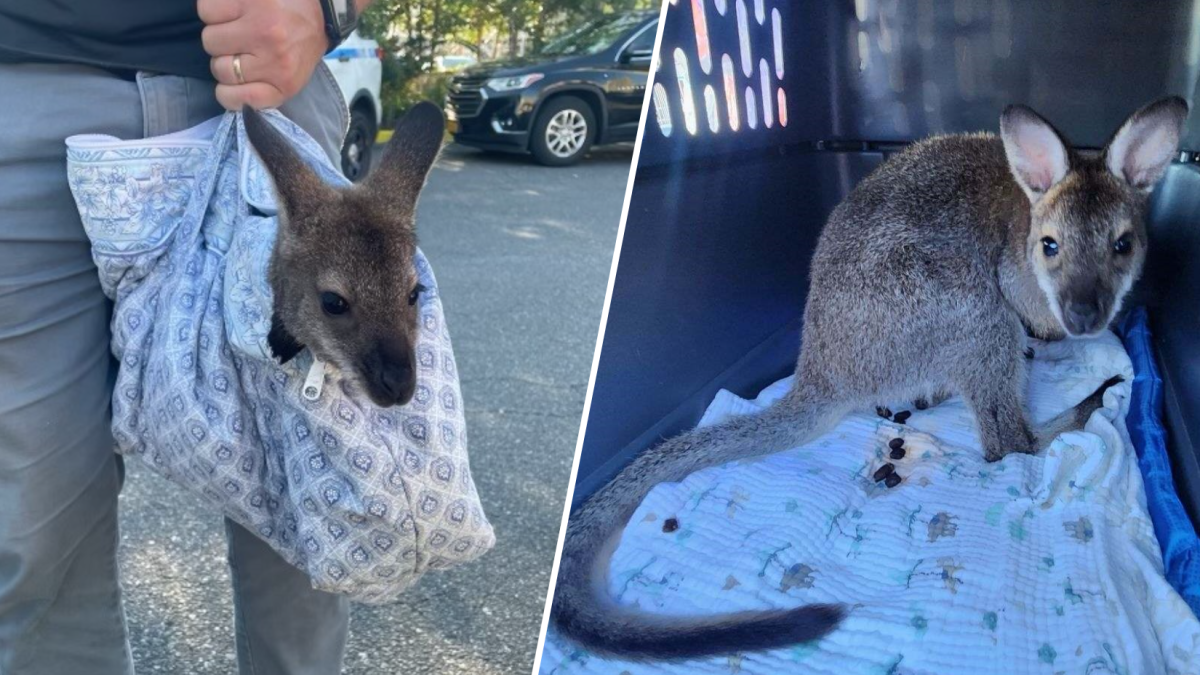 Wallaby allegedly used by owner to make quick cash settles into new 4-acre NY home