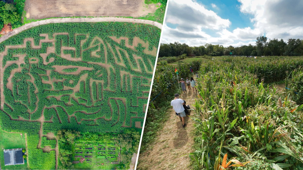 Queens County Fair NYC’s only corn maze and FREE mac ‘n cheese NBC