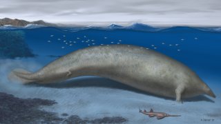 Illustration of Perucetus colossus
