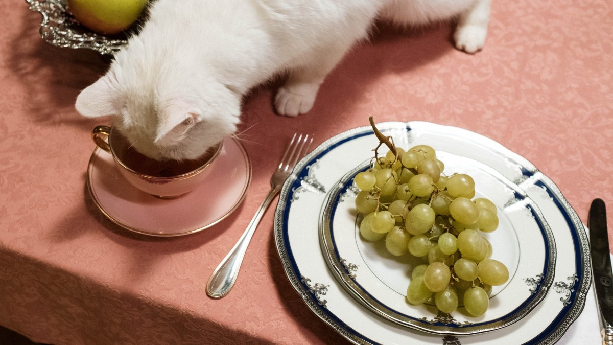 Pop-up with cat food-inspired fare? Fête du Feline by Fancy Feast opens in Madison Square Park - Vimarsana News