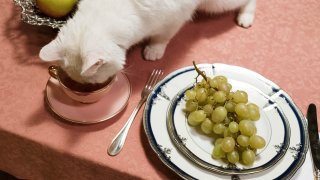 cat eating out of bowl on table