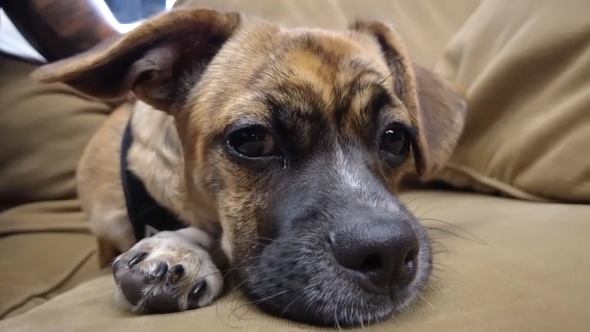 Puppy rescued from hot car finds new home with CT fire department – NBC ...