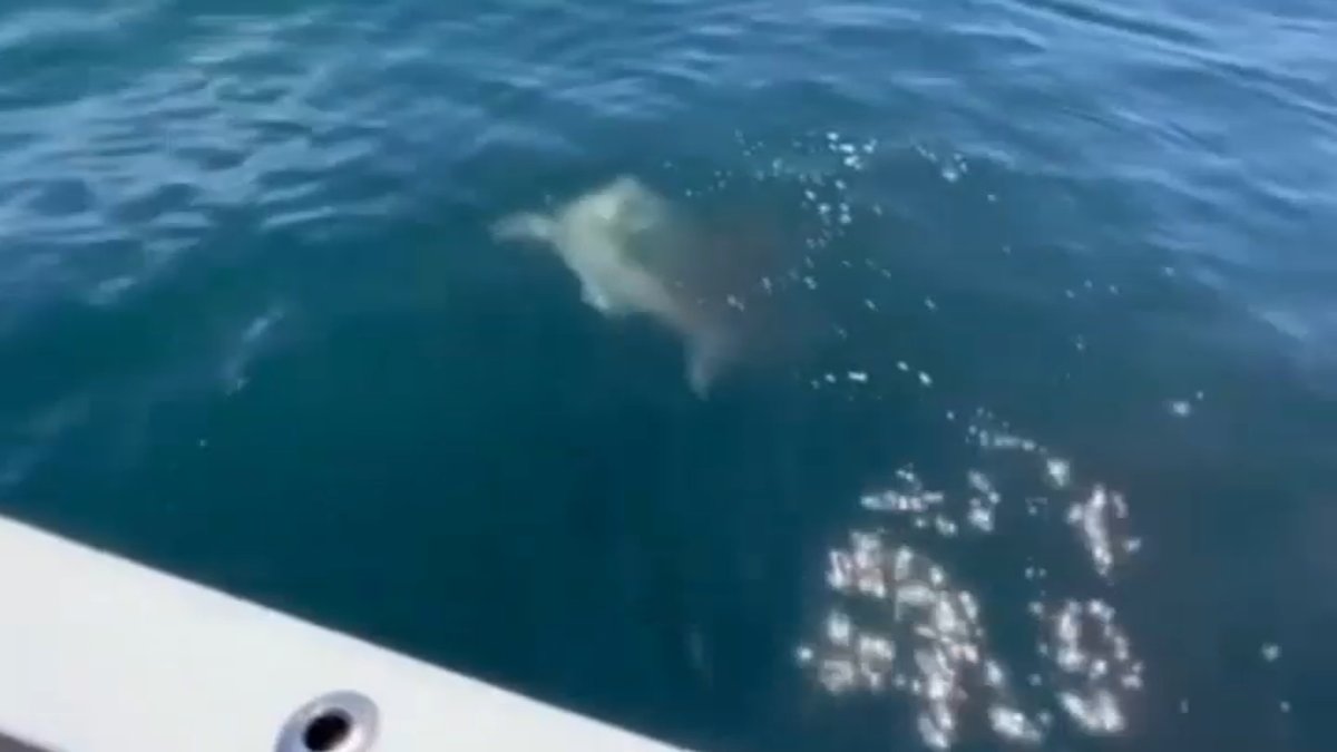 What's stealing fish off lines in Long Island Sound? - Vimarsana News