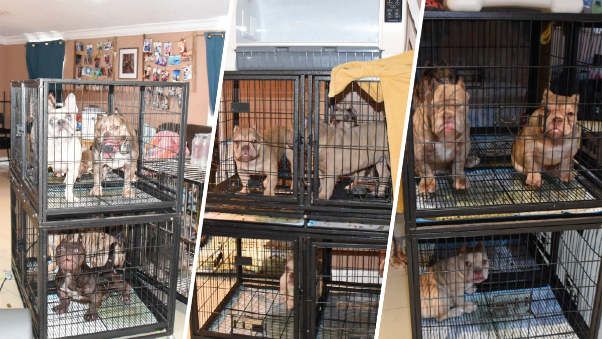 Davie man facing over 180 charges after drug bust turns up illegal