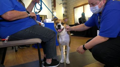 Clear The Shelters has now helped rescue more than 1 million animals