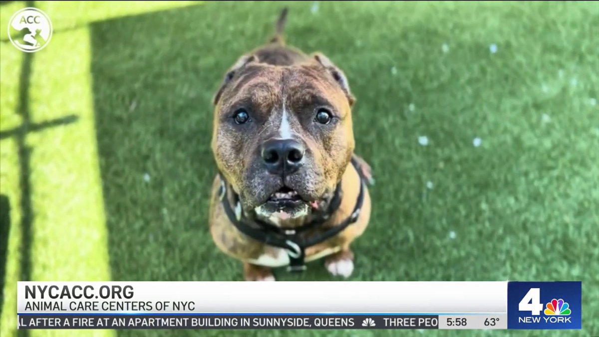 Clear the Shelters: Cuddly pets up for adoption – NBC New York