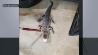 Alligator spotted in NJ creek and lake finally caught after week-long search