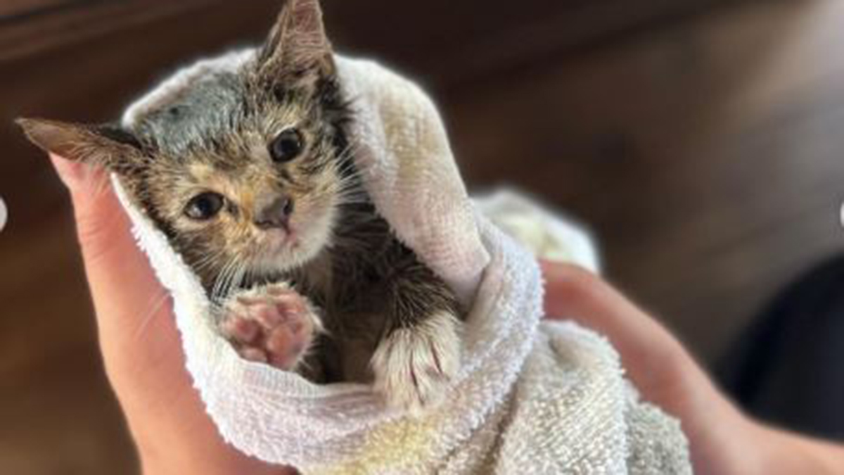 VIDEO: FDNY firefighters rescue kitten trapped in underside of car