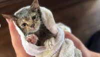 VIDEO: FDNY firefighters rescue kitten trapped in underside of car