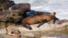 Federal officials investigating after video appears to show man kicking a sea lion on a California beach