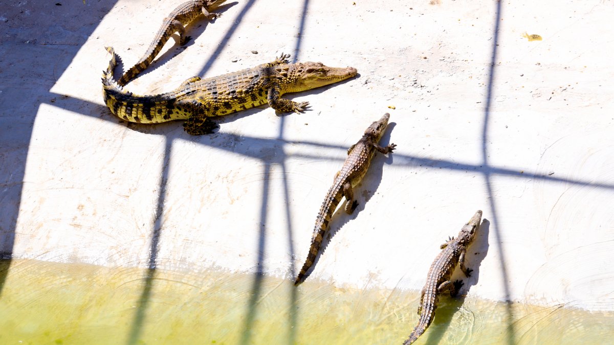 7 people killed after rainstorms in China and 70 crocodiles on the loose – NBC New York - Vimarsana News