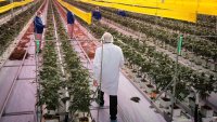 Tilray Brands revenue jumps, losses narrow as it pivots away from cannabis