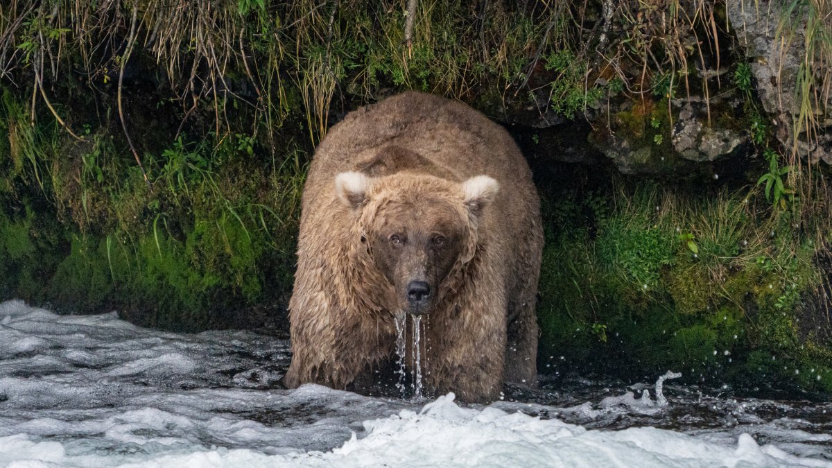 Single mother 'thicker than a bowl of oatmeal' wins Alaska's Fat Bear Week  – NBC New York - Vimarsana News