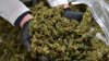 Hochul announces plan to expand NY cannabis market, tackle illegal marijuana sales
