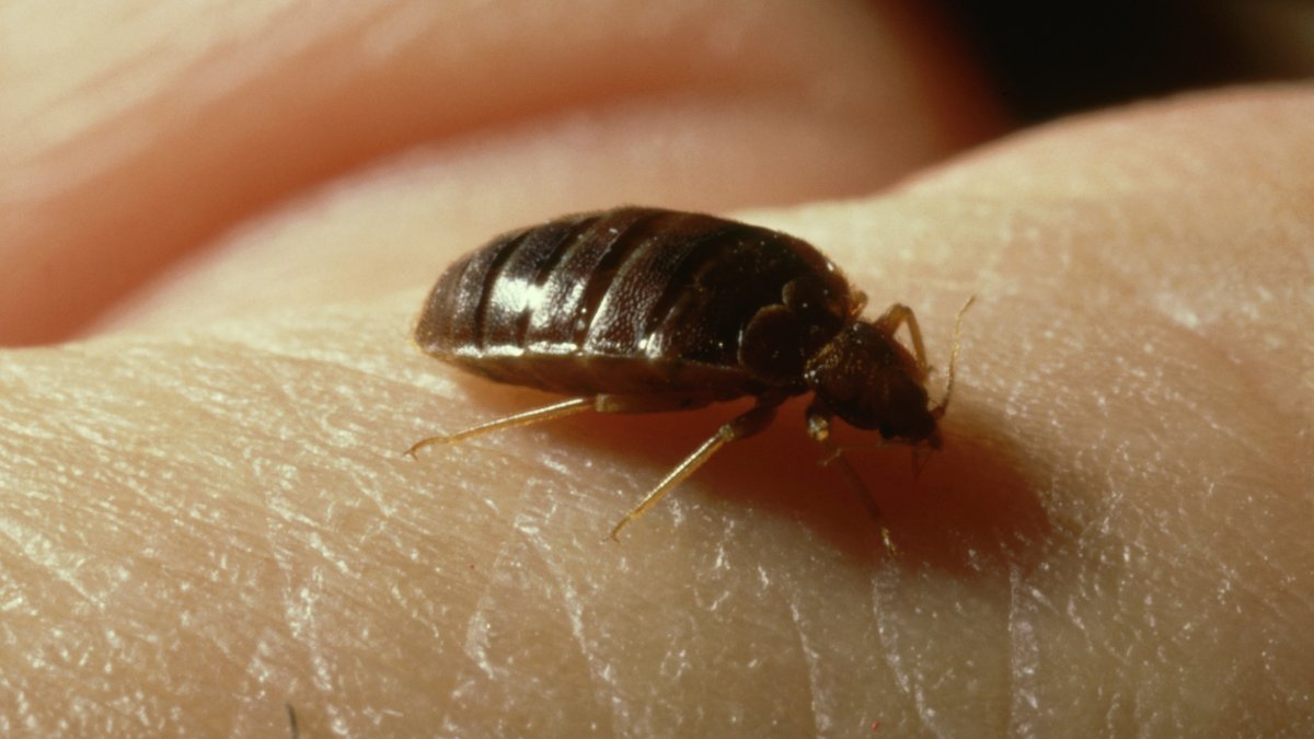 Concern for bedbugs rise in France ahead of 2024 Summer Olympics NBC