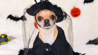 Chihuahua dog wearing black witch costume surrounded by Halloween decorations