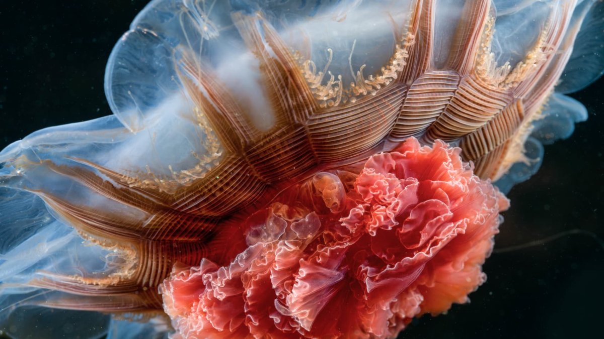See the photos that made National Geographic's 'Pictures of the Year' – NBC New York - Vimarsana News